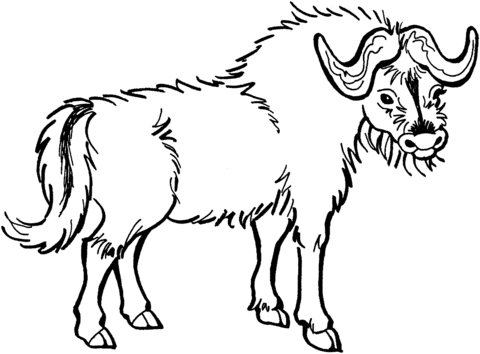 Yak From Yak Coloring Page